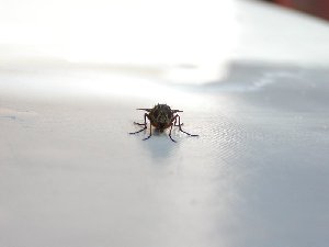 the bug !
